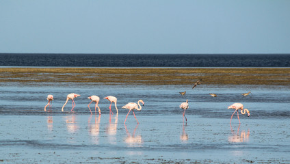 Obraz premium pink flamingos, Djerba, Mednine, Tunisia