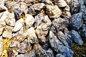 texture of oyster shells