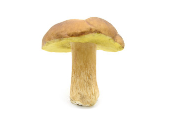 penny bun mushroom on white isolated background.