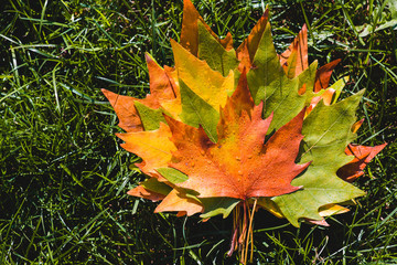 Autumn leaves in the forest