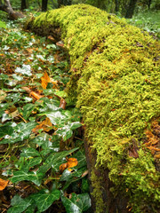 Autumn in a city park