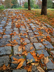 Autumn in a city park
