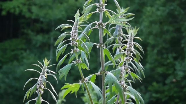 Leonurus cardiaca, motherwort, medical plant in the field. Throw-wort, lions ear, lions tail. Video HD static camera shooting.