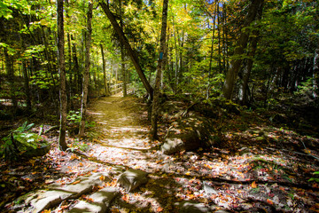 Naklejka premium Autumn Forest Trail. North Country Trail through a beautiful fall forest with vibrant autumn foliage and a leaf strewn path.
