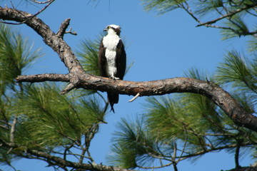 osprey