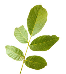 Obraz premium Leaves of walnut tree on white isolated background. Space for text.