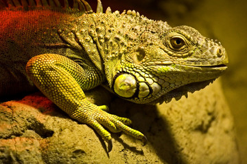 A large lizard sits on a rock