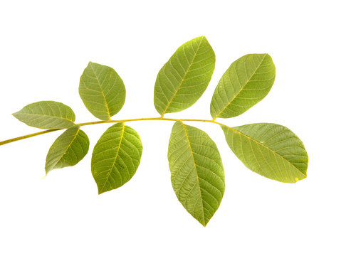 Leaves of walnut tree on white isolated background. Space for text.