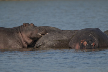 HIPPOPOTAMUS AMPHIBIUS, South Africa