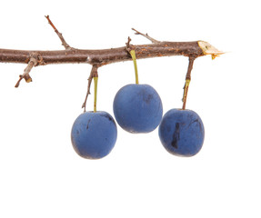 Branch of a plum tree with fruits on a white isolated background. Space for text.