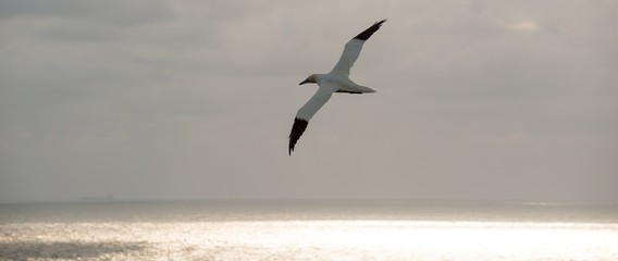 Basstölpel (Morus bassanus oder Sula bassana) fliegt über leuchtendes Meer am Abend, Helgoland,...