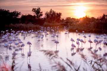 sunset community flamingo - obrazy, fototapety, plakaty