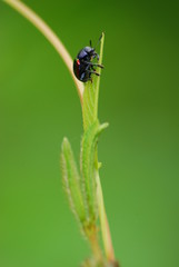 Climbing Beetle