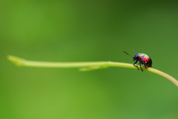 Climbing Beetle