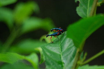 Tiger Beetle having sex