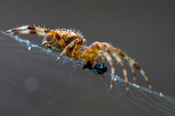 bug