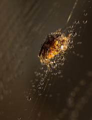 spider in dew