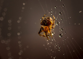 spider in dew