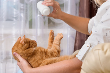 A woman caring for her pet ginger cat.Dry shampoo for hair.