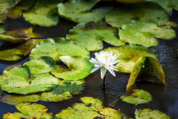 Closeup of one blooming white bright lily flowers with pads in pond