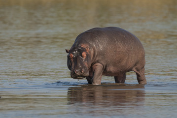 HIPPOPOTAMUS AMPHIBIUS, South Africa