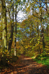 Forêt française en automne - Autumn in a French forest