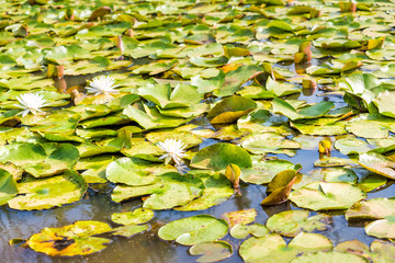 Closeup of many blooming white bright lily flowers with pads in pond