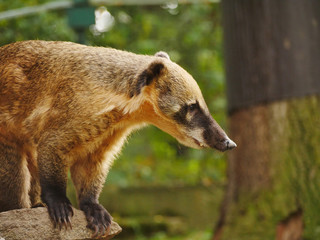 Coati