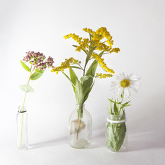 solidago canadensis, daisy and sedum in the bottles , on grey background