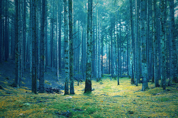 Dreamy conifer fairytale forest. Color filter effect used.