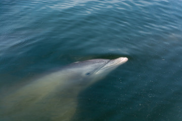 Naklejka premium Wild Atlantic Bottlenose Dolphin in Savannah Georgia
