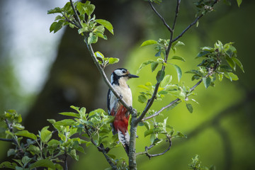 Natur, Pflanzen, Blumen, Orchideen, Tiere