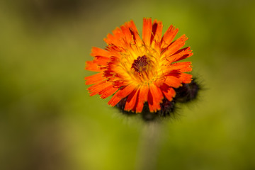 Natur, Pflanzen, Blumen, Orchideen, Tiere