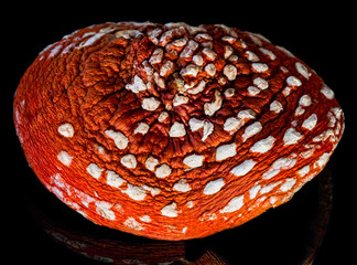 Dried mushroom amanita muscaria