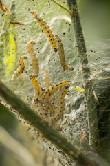 Natur, Pflanzen, Blumen, Orchideen, Tiere