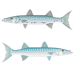 Barracuda vector art illustration realistic
