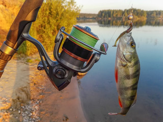 Fish perch on the hook