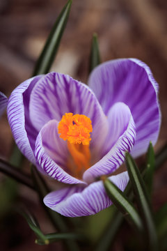 crocus