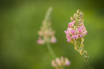 Natur, Pflanzen, Blumen, Orchideen, Tiere