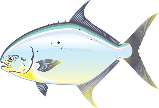 Pompano Florida fish vector illustration