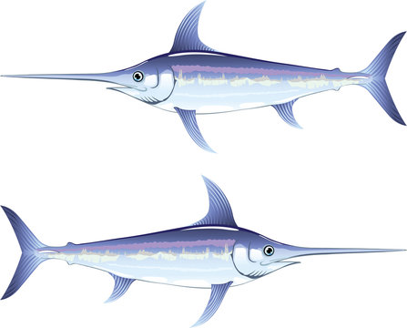 Swordfish vector illustration clip-art image