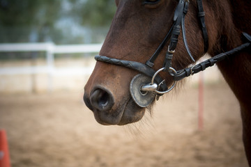 close up of the head of a horse with bridle