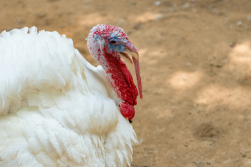 Broad breasted white domesticated turkey with a shallow depth of field and copy space