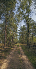 Country road in forest on sunny day. Panorama shot.