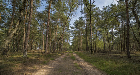 Fototapeta na wymiar Country road in forest on sunny day. Panorama shot.