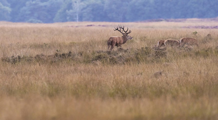 Red deer stag with hinds in field in rutting season.