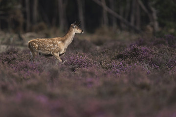 One young red deer (cervus elaphus) in blooming heather.