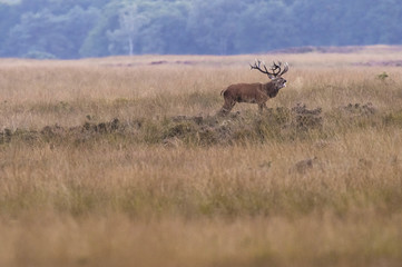Naklejka na ściany i meble Bellowing red deer stag in field with high yellow grass.
