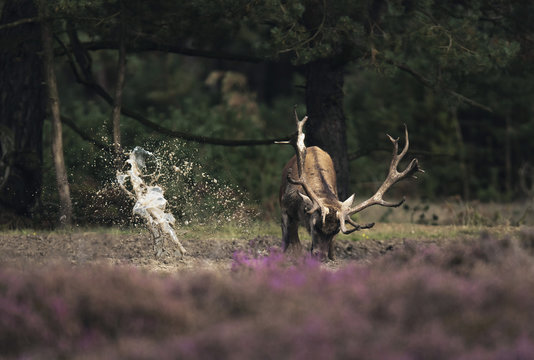 Fototapeta Red deer stag (cervus elaphus) digging in muddy puddle.
