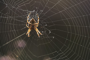 Cross spider in web backlit by sunlight.